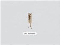 藏品(蟻蛉80)的圖片